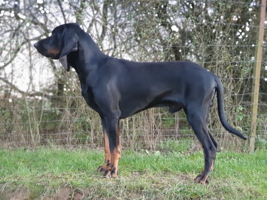 Dundee vom Wilden Holz chovný pes Black and Tan Coonhound